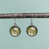Green Buttongrass - Drop Earrings - Tasmanian Handmade Jewellery