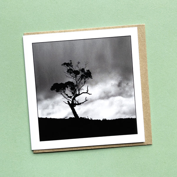 Australian Gum Tree Greeting Card - Tasmanian Nature Photography