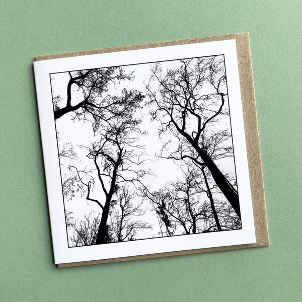 Gum Trees - Greeting Card - Australian Nature Photography