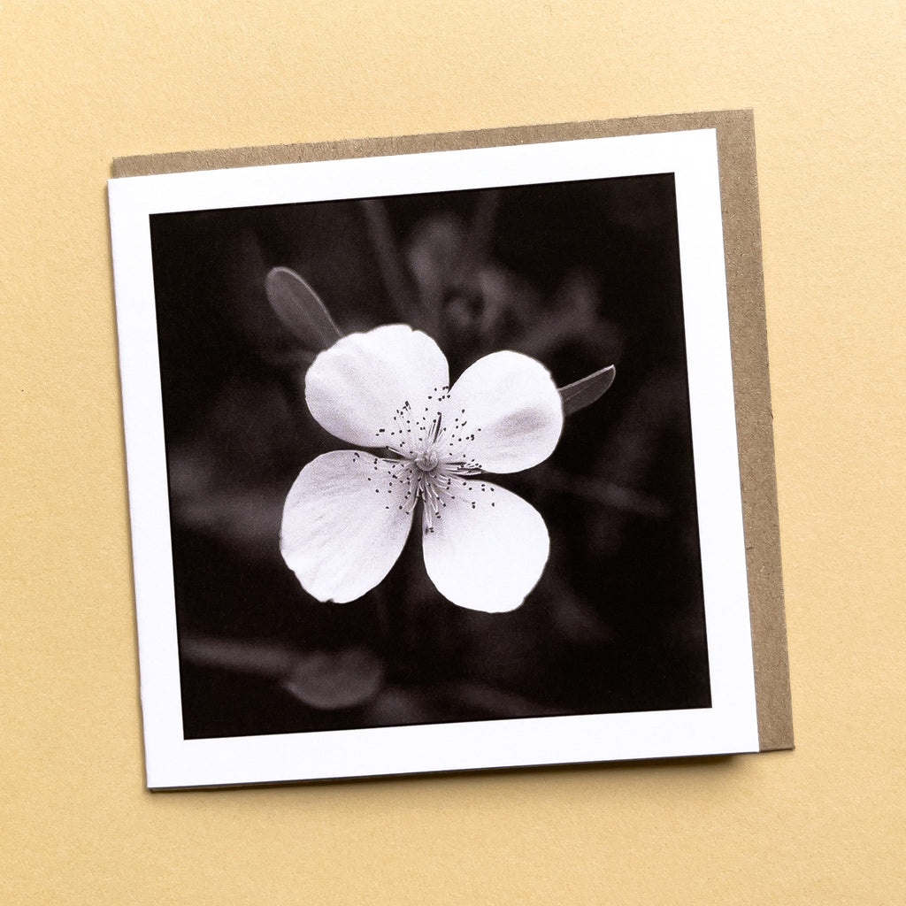 Leatherwood Flower Greeting Card - Tasmanian Wilderness Photography